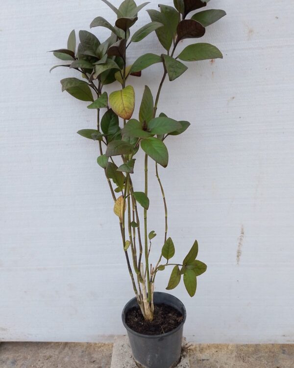 Pseuderanthemum carruthersii