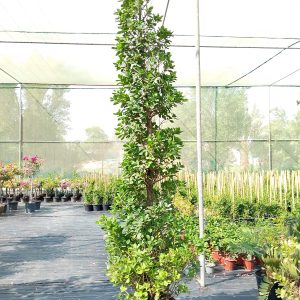 Ficus Panda