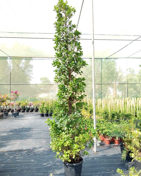 Ficus Panda