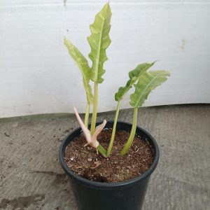 Philodendron erubescens "imperial green"