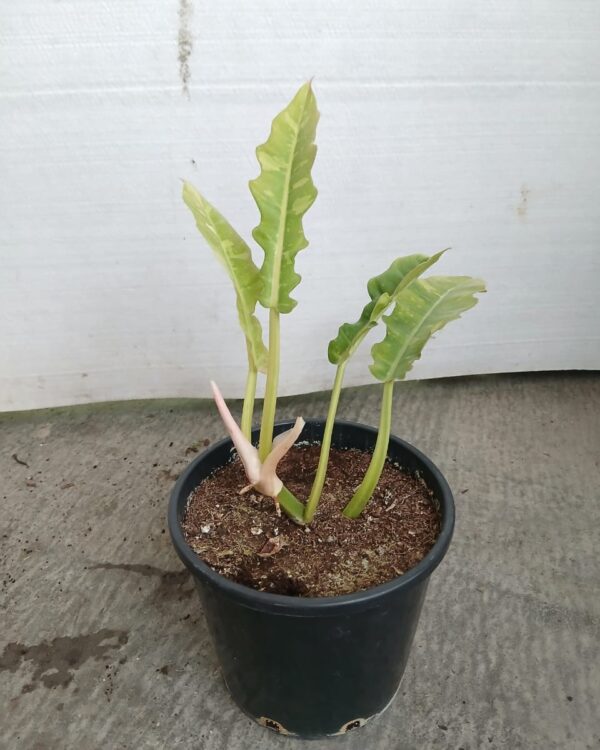 Philodendron erubescens "imperial green"
