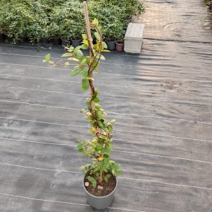 Rhyncospermum jasminoides