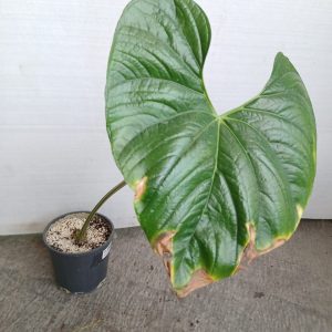 Anthurium andraeanum