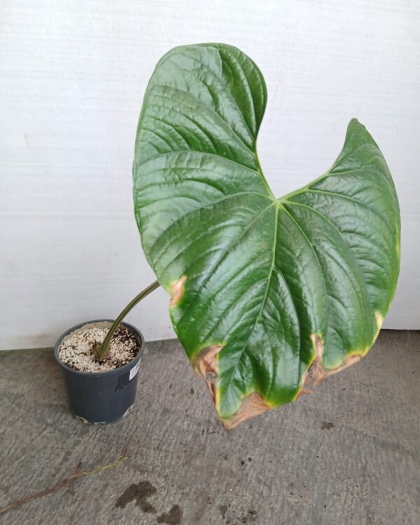 Anthurium andraeanum