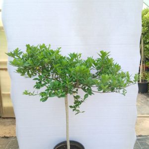 Gardenia Jasminoides