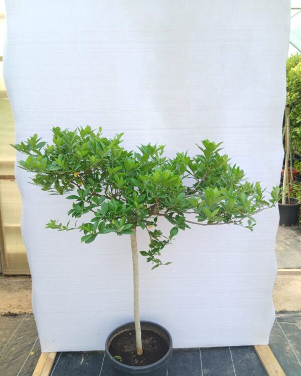 Gardenia Jasminoides