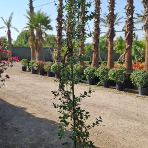 Rhyncospermum jasminoides