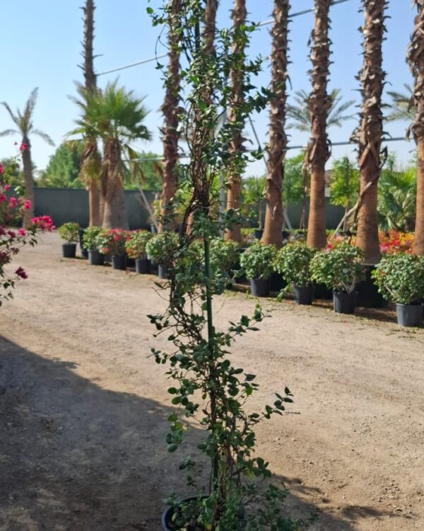 Rhyncospermum jasminoides