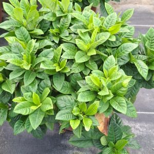 Gardenia Jasminoides