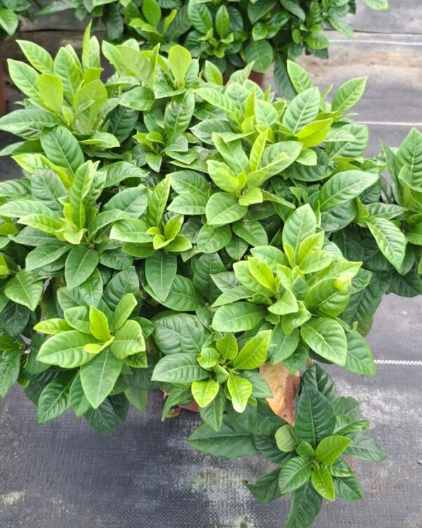 Gardenia Jasminoides