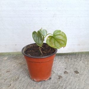 Philodendron hederaceum