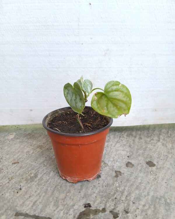 Philodendron hederaceum