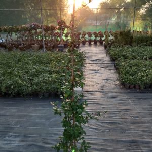 Rhyncospermum jasminoides