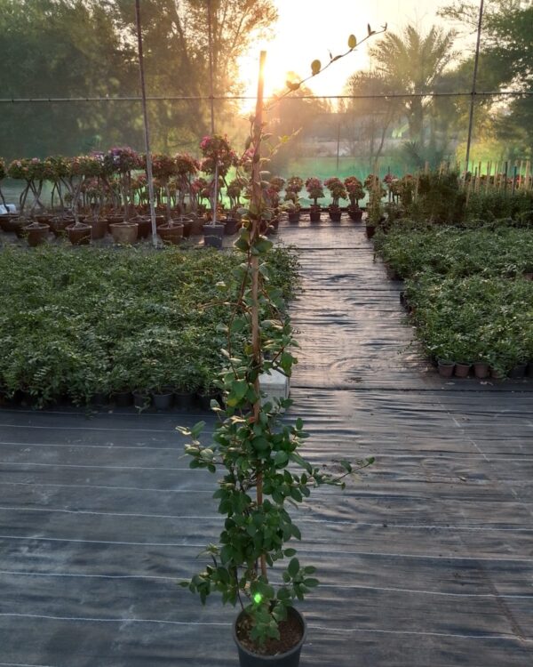 Rhyncospermum jasminoides