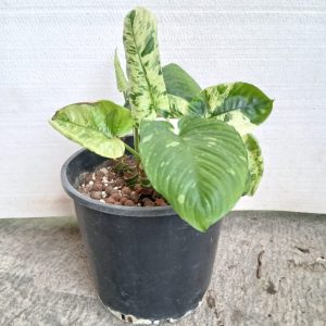 Epipremnum aureum