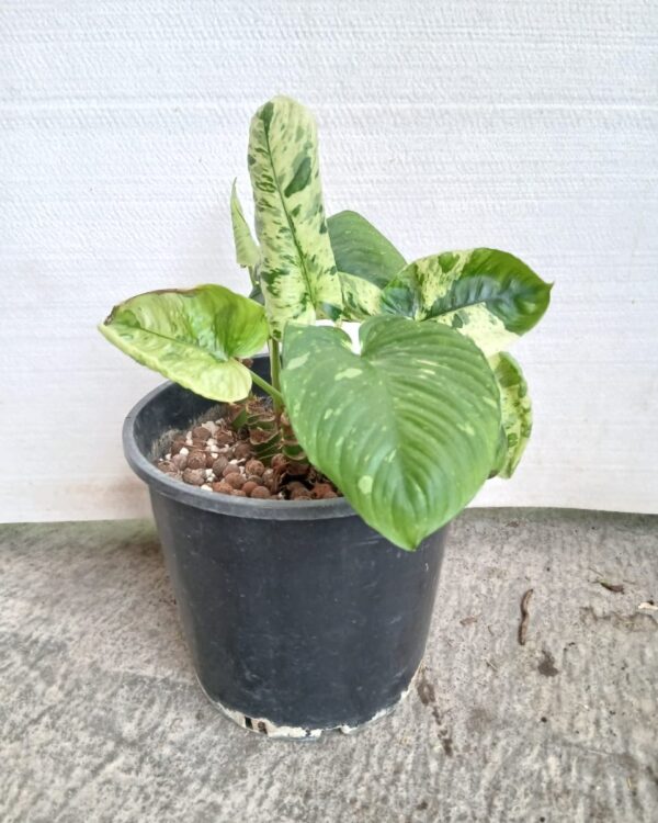 Epipremnum aureum