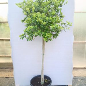 Gardenia Jasminoides