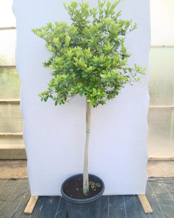 Gardenia Jasminoides
