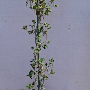Rhyncospermum jasminoides