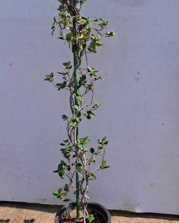 Rhyncospermum jasminoides