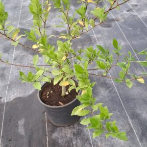 Gardenia Jasminoides