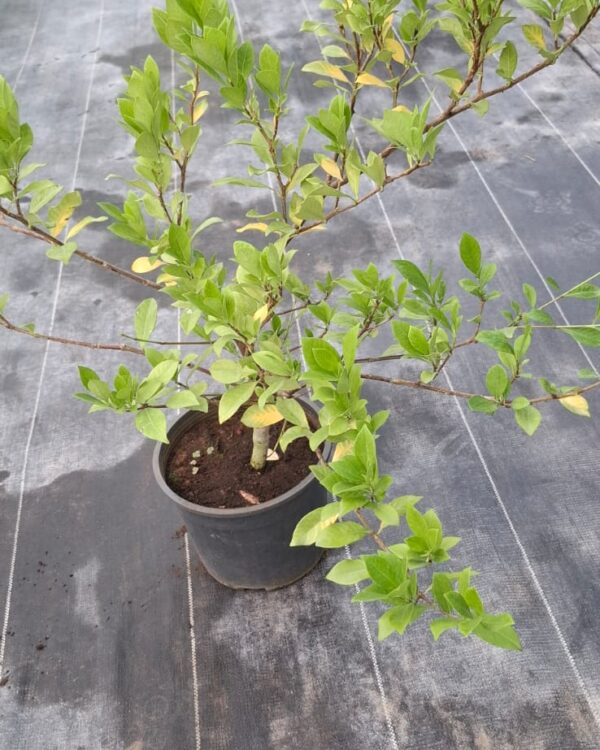 Gardenia Jasminoides