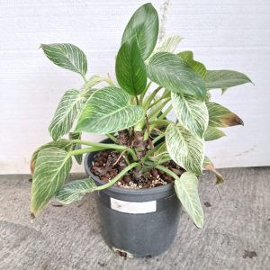 Philodendron birkin