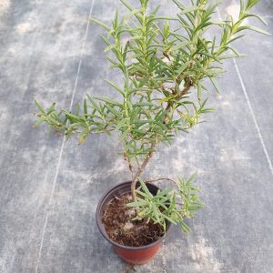 Rosmarinus officinalis