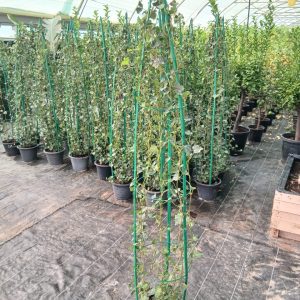 Hedera helix