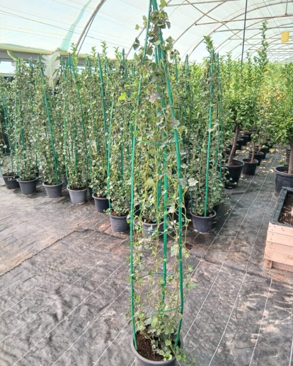 Hedera helix