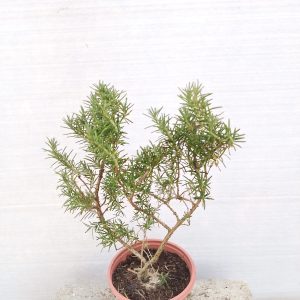 Rosmarinus officinalis