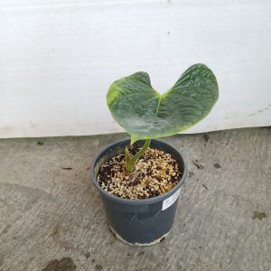 Anthurium andraeanum