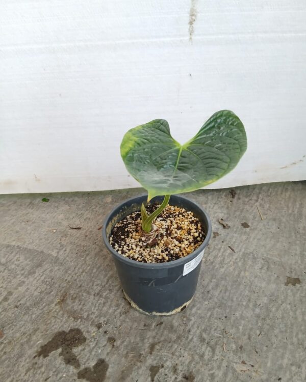 Anthurium Andraeanum