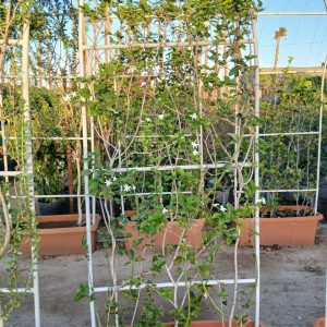 Jasminum arabica