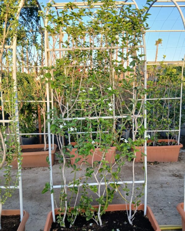 Jasminum arabica