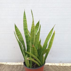 Sansevieria trifasciata