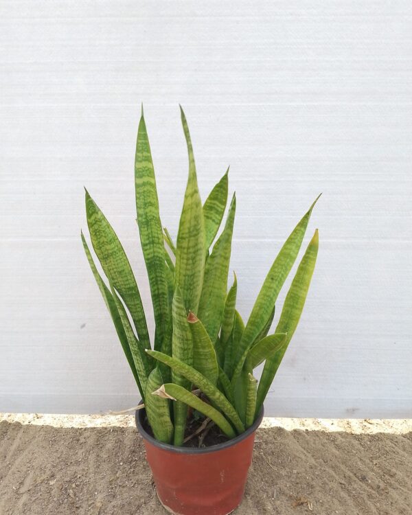 Sansevieria cylindrica