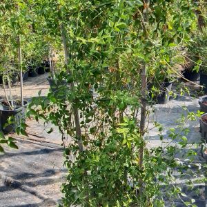 Jasminum officinale