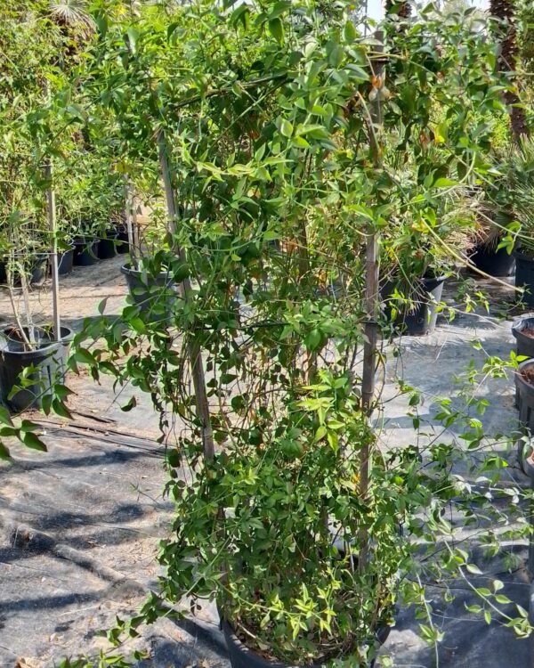 Jasminum officinale
