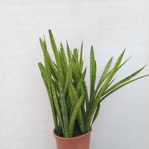 Sansevieria trifasciata