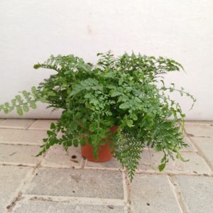 Asplenium adiantum nigrum