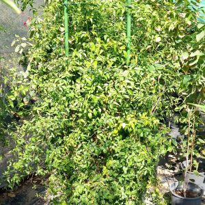 Jasminum officinale