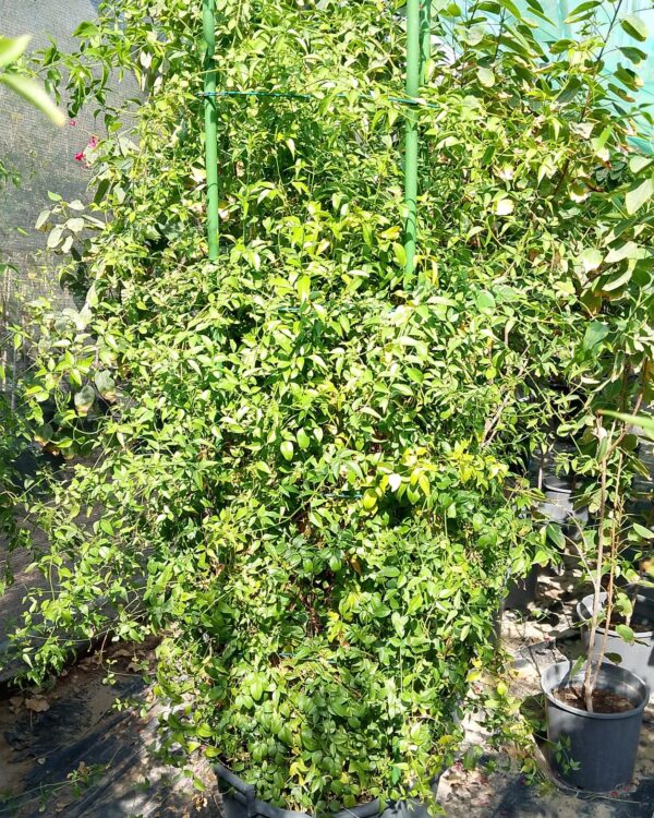 Jasminum officinale
