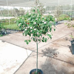 Lantana camara
