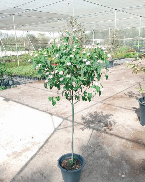 Lantana camara
