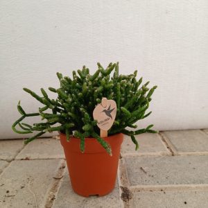 Rhipsalis baccifera