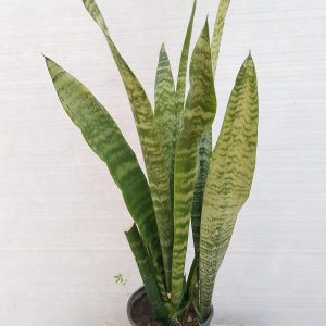 Sansevieria trifasciata