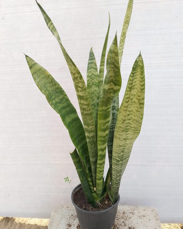 Sansevieria