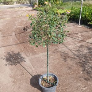 Lantana camara