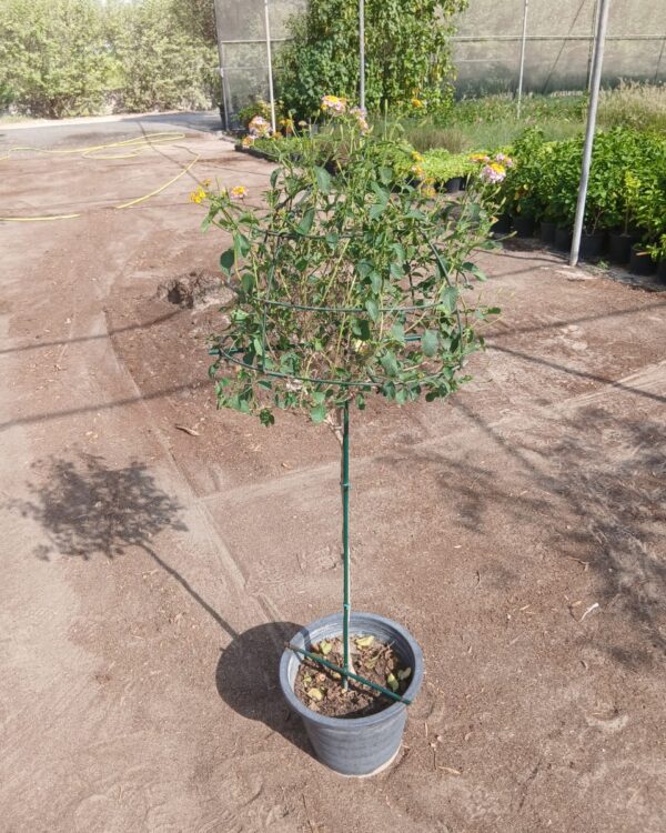 Lantana camara